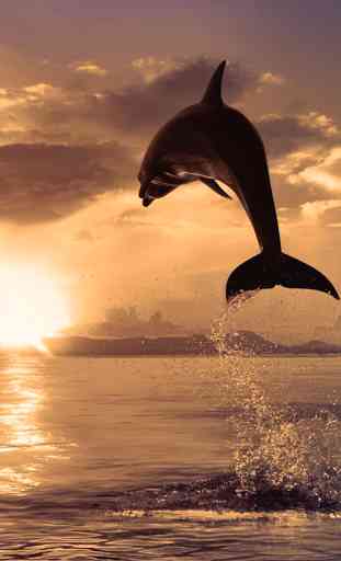 Delfini Sfondi Animati 2
