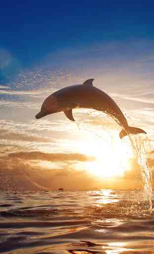 Delfini Sfondi Animati 4