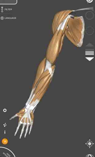 Anatomia per l'Artista 3D 3