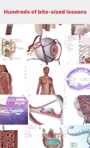 Anatomy & Physiology 2