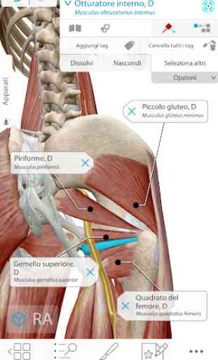Atlante di anatomia umana 2020: corpo umano in 3D 2