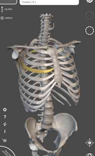 Scheletro | Anatomia 3D 1