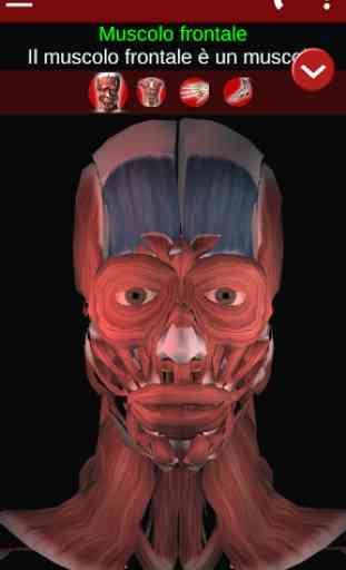 Sistema Muscolare in 3D (Anatomia). 1