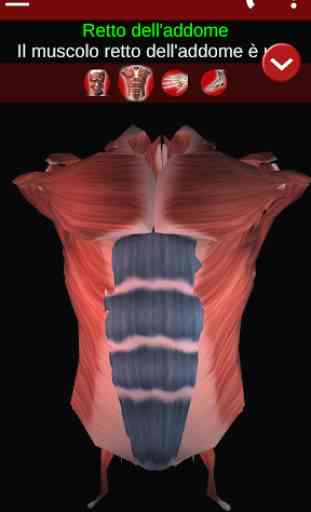 Sistema Muscolare in 3D (Anatomia). 2