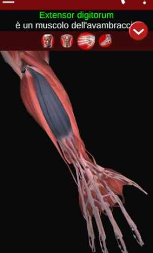 Sistema Muscolare in 3D (Anatomia). 3