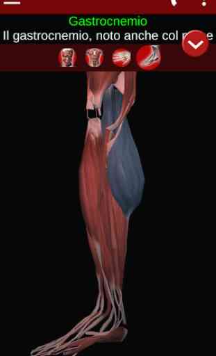 Sistema Muscolare in 3D (Anatomia). 4
