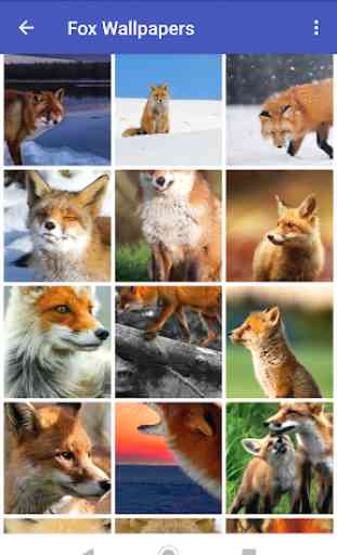 Fox Wallpapers 1
