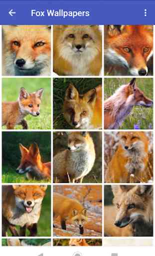 Fox Wallpapers 3