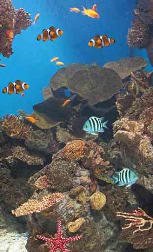 Pesce oceanico Sfondo Animato 2