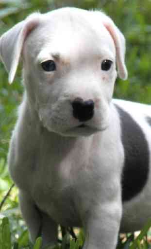 Wall American Pit Bull Terrier 1