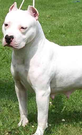 Wall American Pit Bull Terrier 2