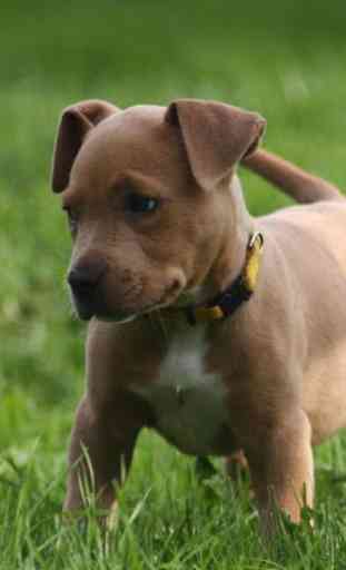 Wall American Pit Bull Terrier 3