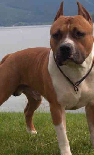 Wall American Pit Bull Terrier 4