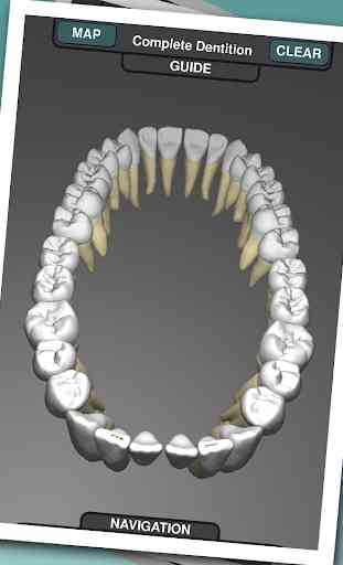 Real Tooth Morphology Free 1