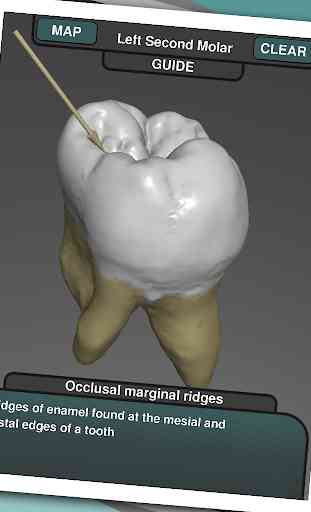 Real Tooth Morphology Free 4