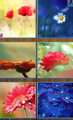 Fiore Jigsaw Puzzles 3