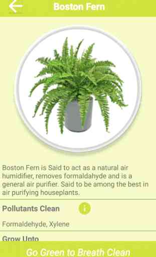 Air Cleaning Plants 2