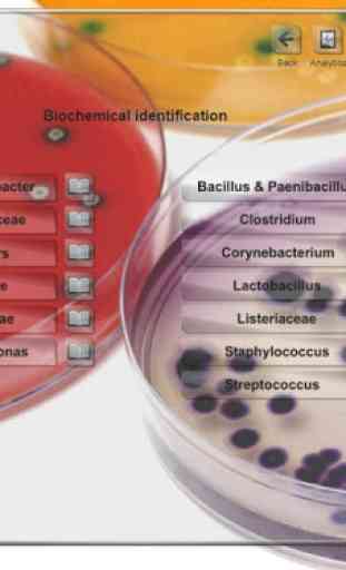 Bacterial identification  ABIS 1