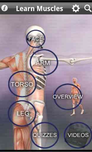 Learn Muscles: Anatomy 1