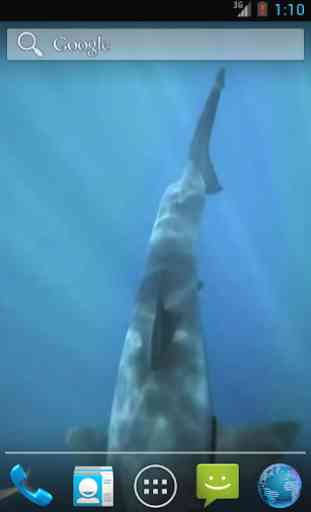 White Shark HD Video Wallpaper 1