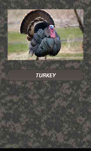 Turkey hunting calls 1