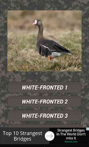 Goose hunting Calls 1