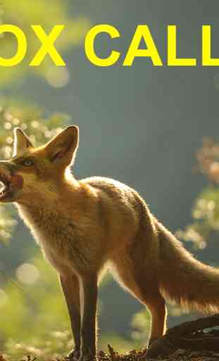 Predator Calls for Fox Hunting 1