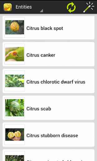 Citrus Diseases Key 3