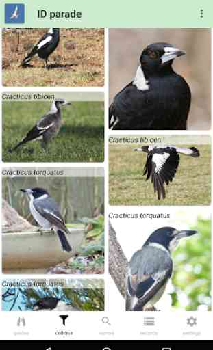 Australian Birds Guide 3