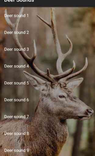 Deer Sounds 1