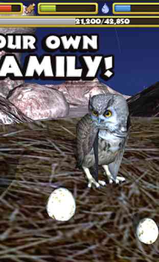 Owl Simulator 3