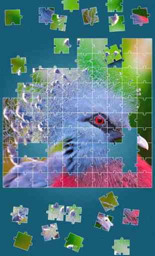 Uccelli Giochi di Puzzle 3