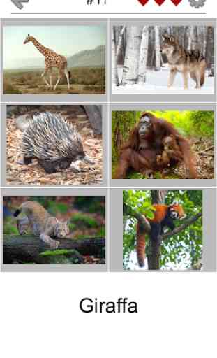 Animali - Indovina tutti i mammiferi e gli uccelli 4