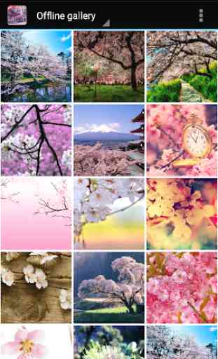 Sakura Wallpaper 2