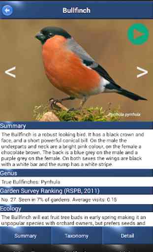 Bird Id - British Birds 2