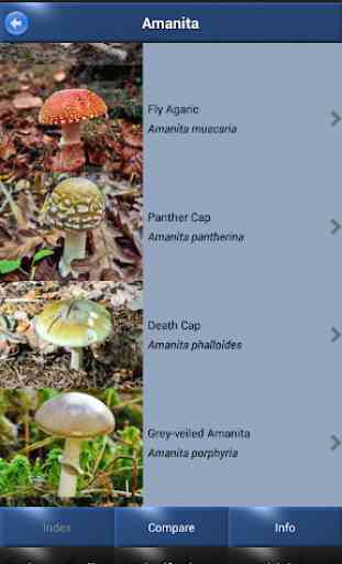 Mushroom Id - British Fungi 4