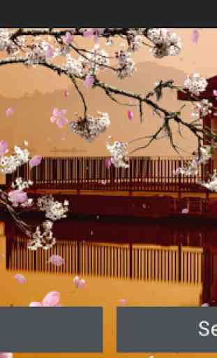 Sakura Giardino Sfondi Animati 3