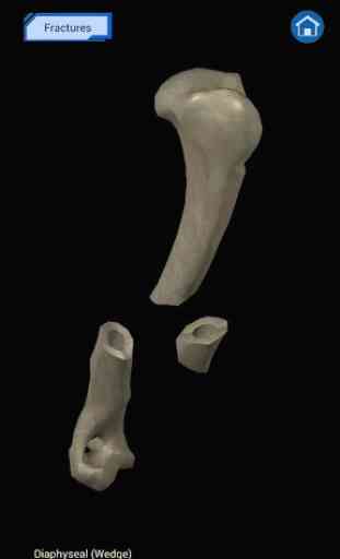 Osteology in Dogs (Free) 2