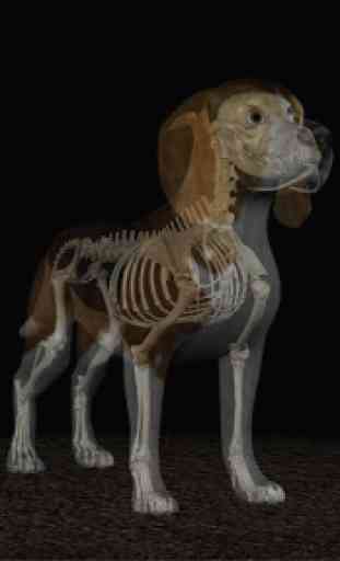 Osteology in Dogs (Free) 3