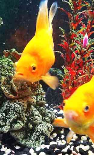 Goldfish Live Wallpaper 4