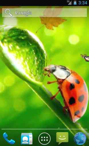 Ladybug Video Wallpaper HD 1