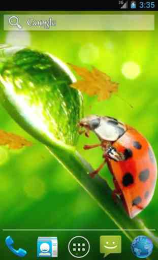 Ladybug Video Wallpaper HD 2