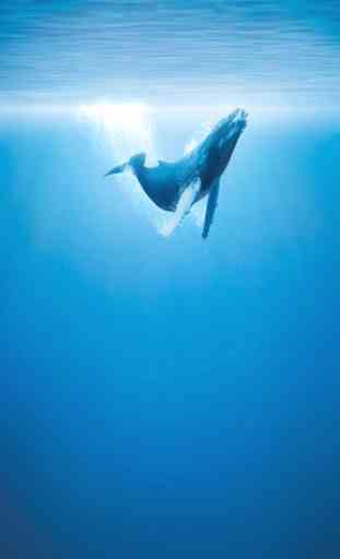 Balena Sfondo Animato 3