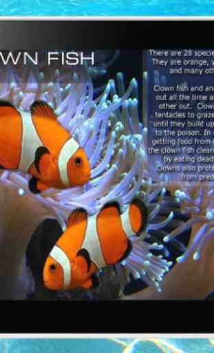 Libro per bambini in inglese. Animali del mare da colorare. Versione gratuita. 3