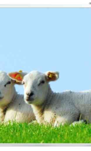 Carta Da Parati Delle Pecore 4