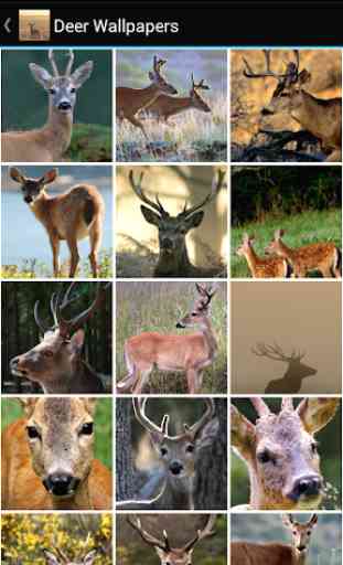 Deer Wallpapers 1
