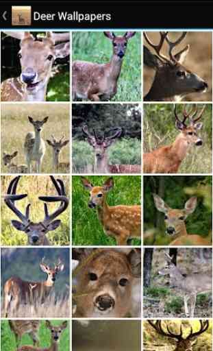 Deer Wallpapers 2