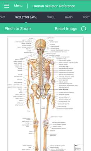 Human Skeleton Reference Guide 3
