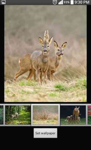 Deer Live HD Wallpapers 1
