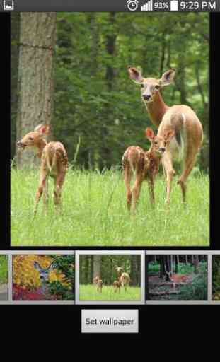 Deer Live HD Wallpapers 2